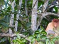 ボルネオにて   テングザルの群れのボスザル