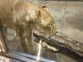 いしかわ動物園 ライオン2024年5月4日